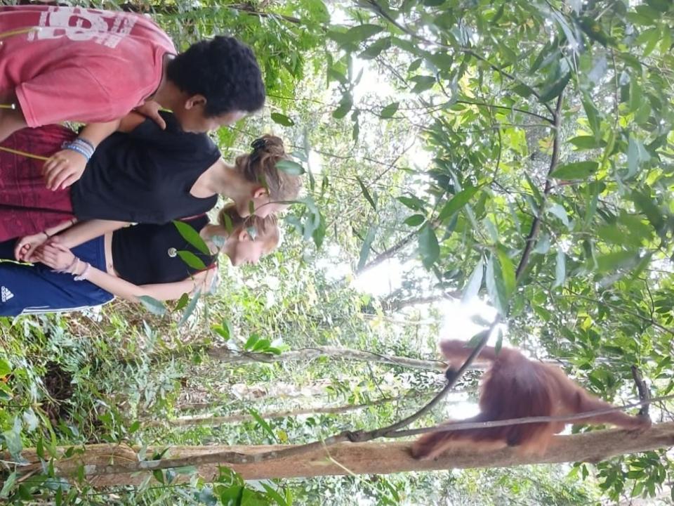 Ustin Nagoya Bukit Lawang Orangutan Trekking & Transport Only Book With Us Hotel Екстериор снимка